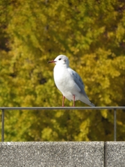 イチョウとユリカモメ