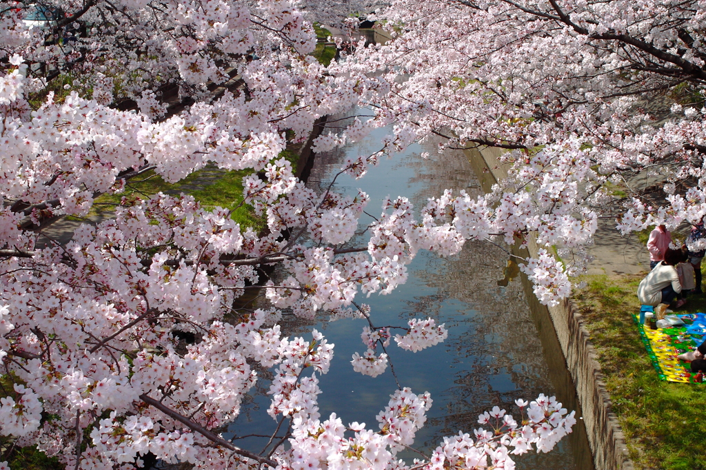 川の桜