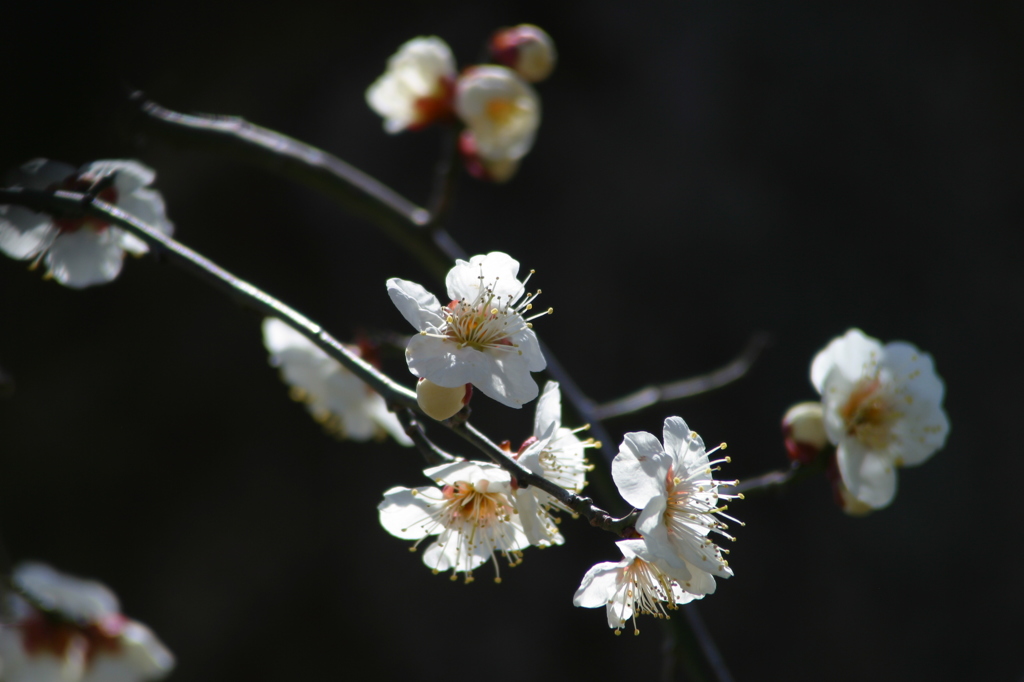 梅花