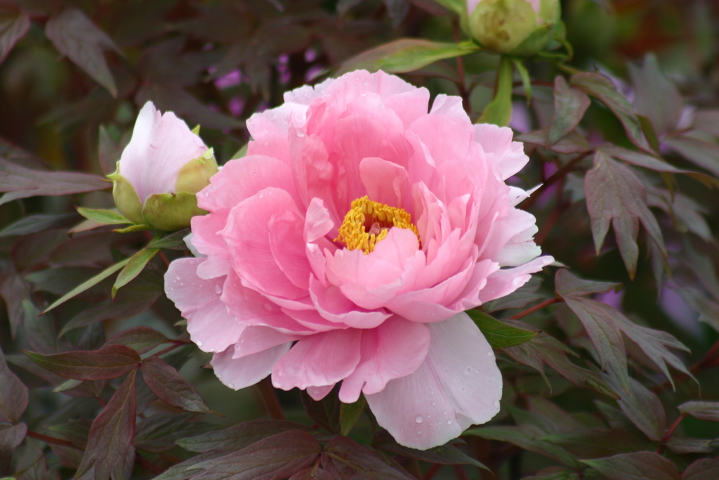 大輪の花
