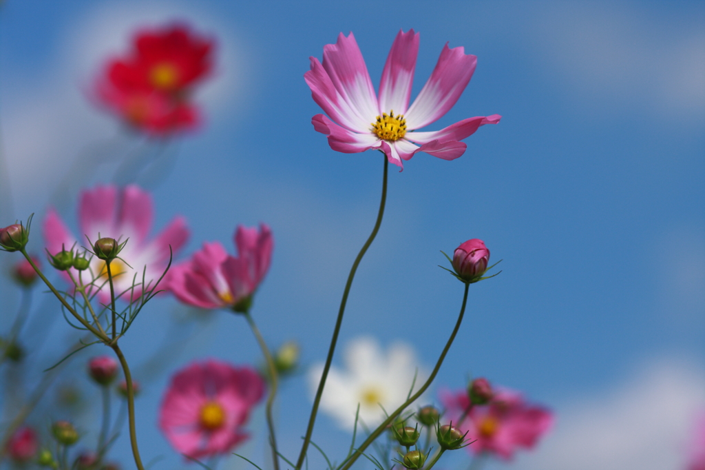 コスモス