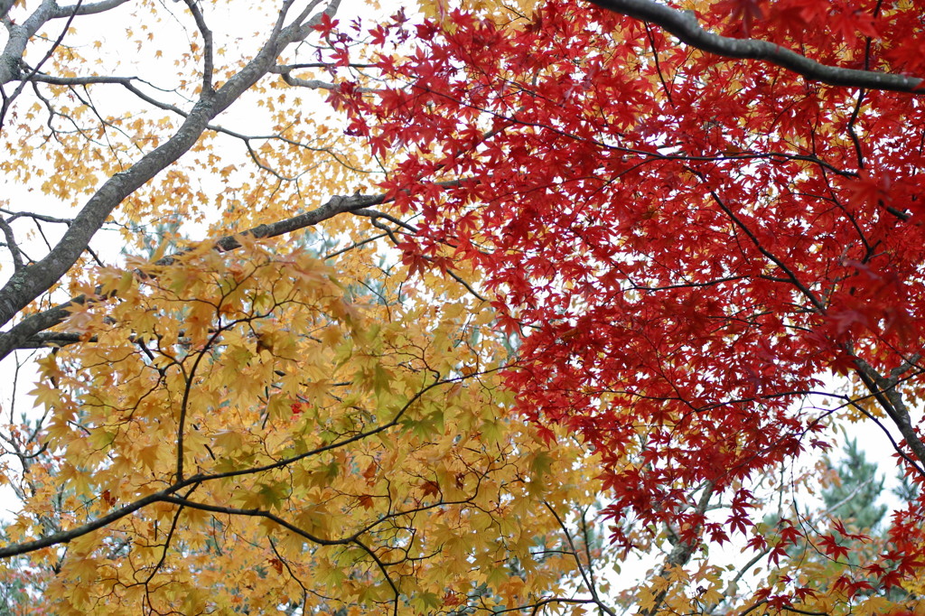 紅葉