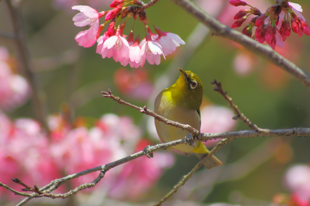小鳥も花見