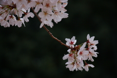 影と桜