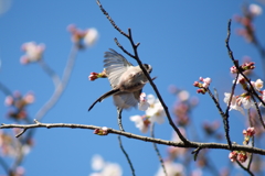 桜に翔んだ