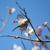 桜に翔んだ