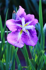 菖蒲