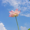 空に蓮を咲かせて