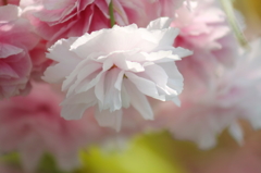 八重桜