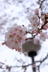 ソメイヨシノ咲く