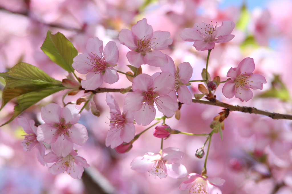 河津桜