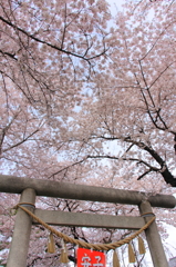 神社の桜