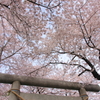 神社の桜