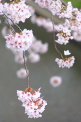 川の桜