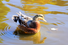 黄葉映す池のカモ