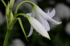ユリ蕾
