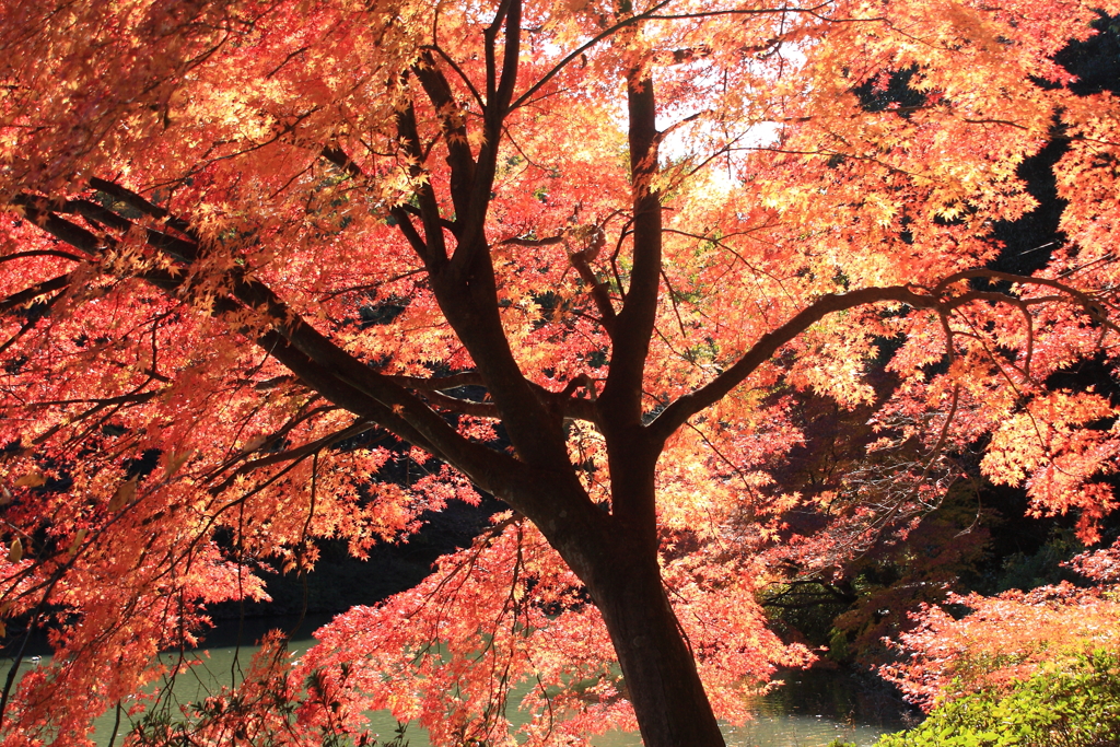 木陰の紅葉