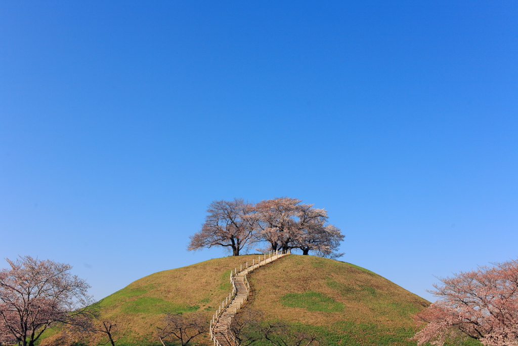 古墳に咲く桜