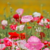 ポピー花々
