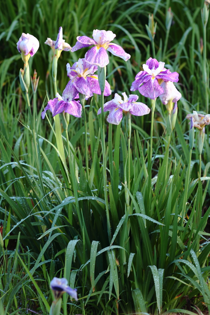 菖蒲