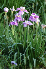 菖蒲