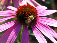 花とミツバチ