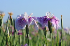 雨上がりの花菖蒲