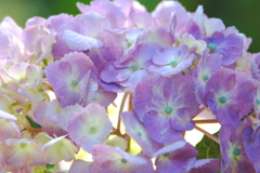 紫陽花