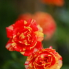 オレンジの薔薇