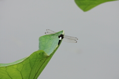 蓮の葉に止まる蜻蛉