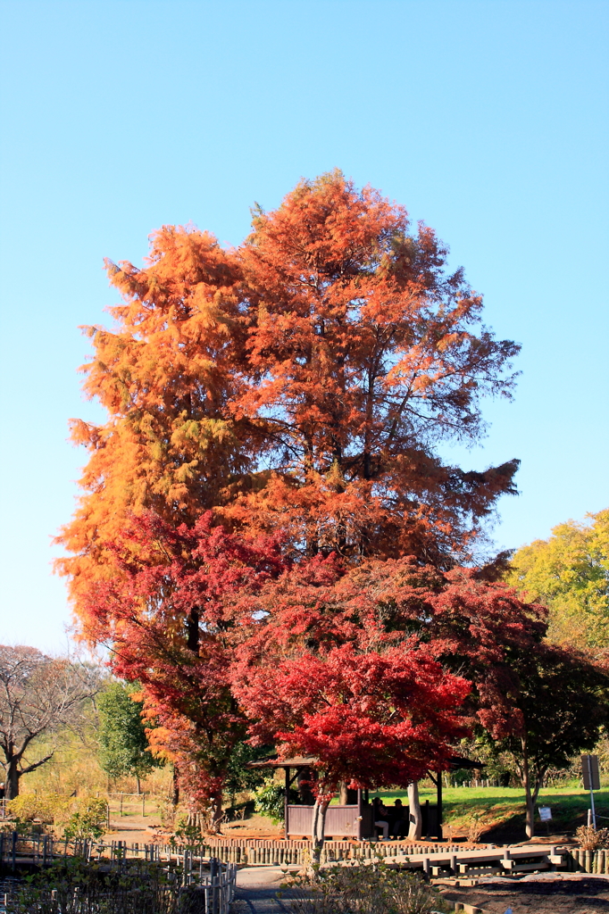 針葉の紅葉