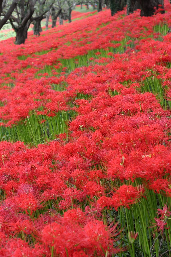 彼岸の桜堤