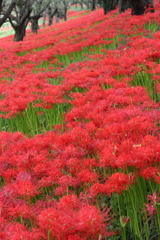 彼岸の桜堤