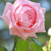 薔薇ピンク