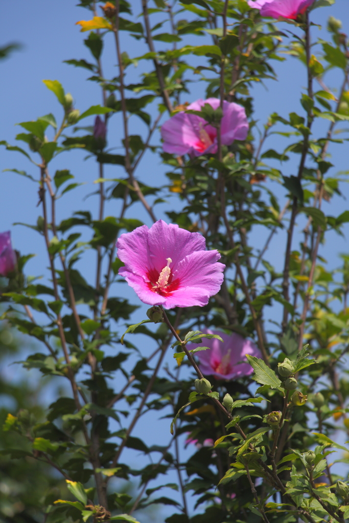 槿の花