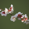 梅の花