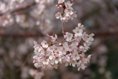 さくらの花房