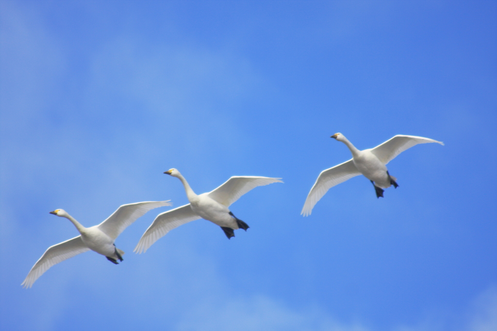 白鳥は飛ぶ