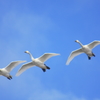 白鳥は飛ぶ