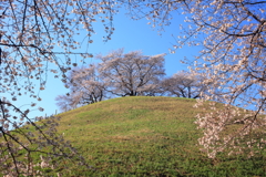 古墳の桜