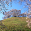 古墳の桜