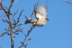 飛び出せチュンチュン