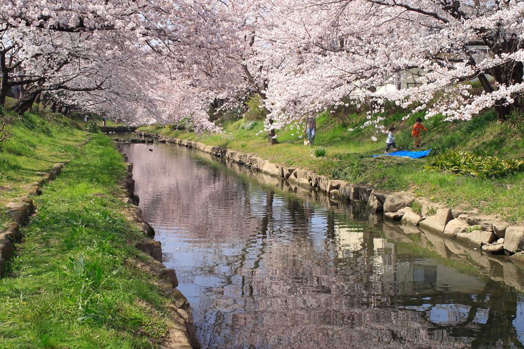 川の桜