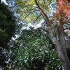 白山茶花咲く境内