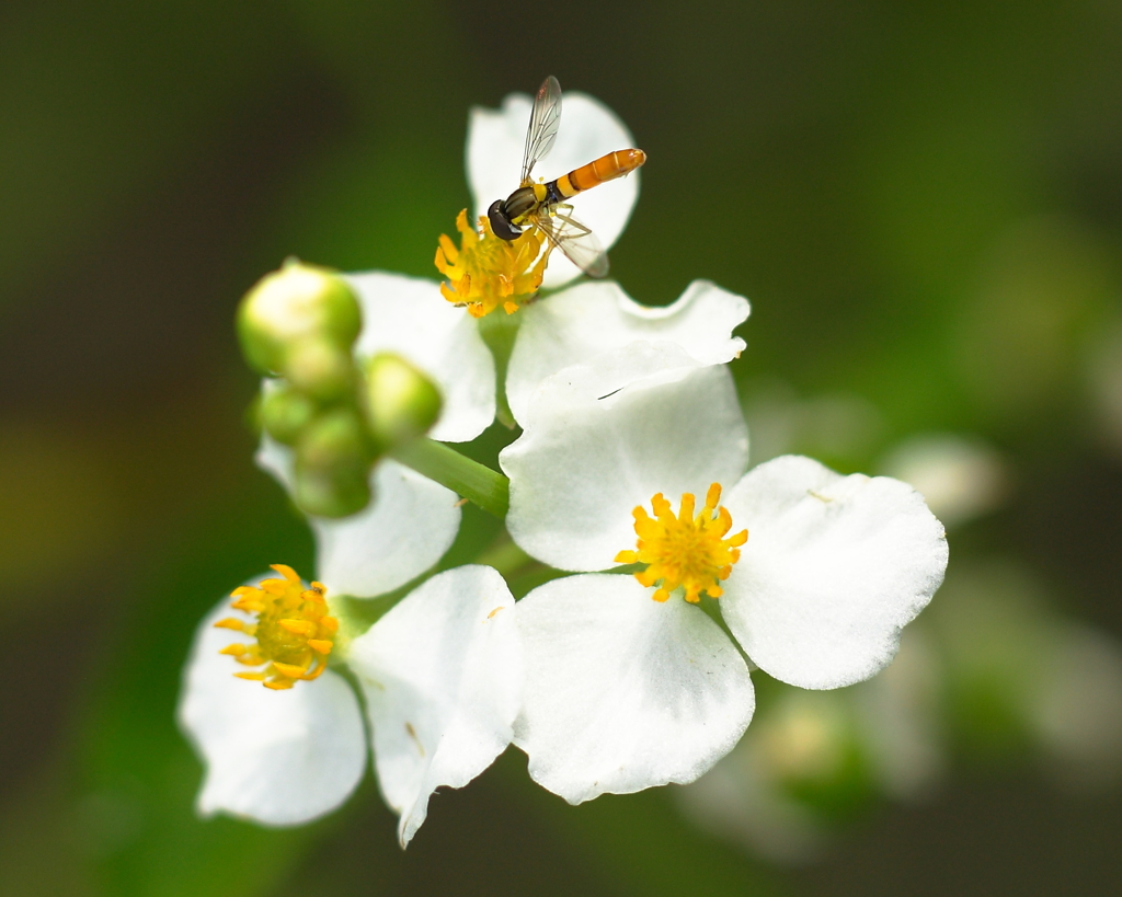 オモダカの花と小アブ
