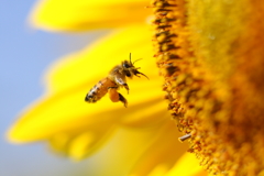 ヒマワリにミツバチ