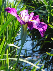 菖蒲