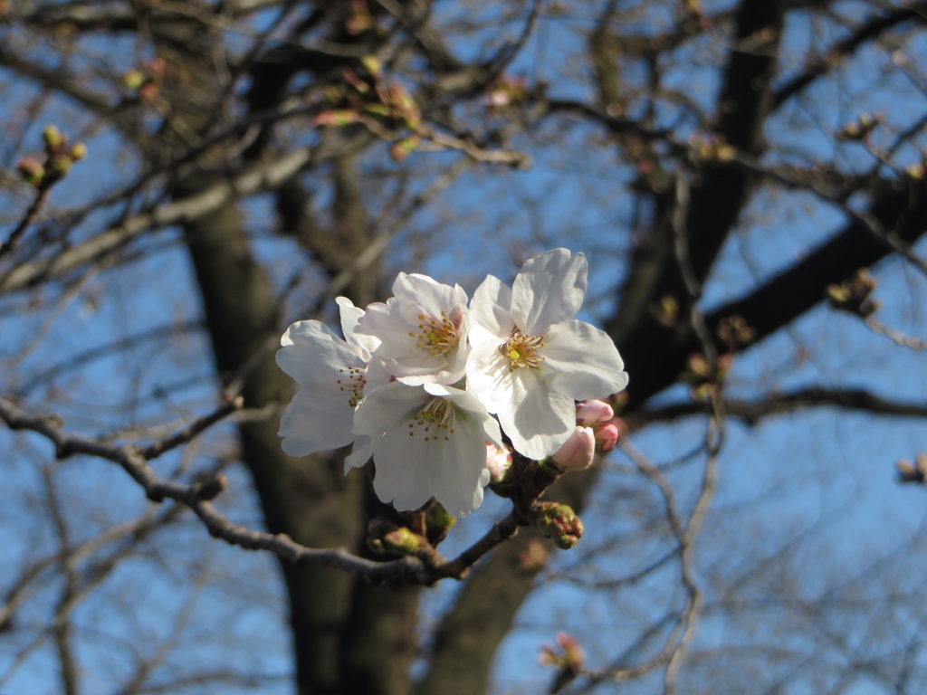 桜前線到来