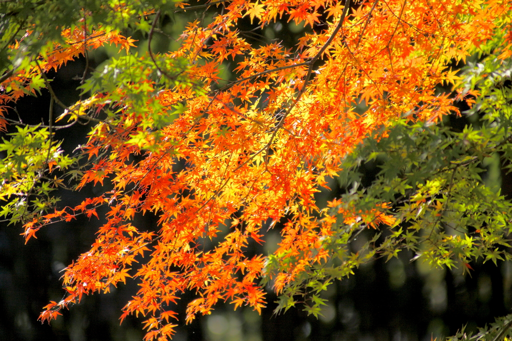 紅葉映える一枝