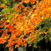 紅葉映える一枝